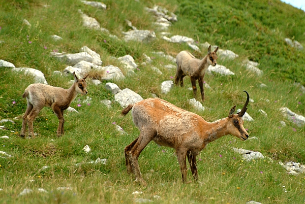 Camoscio d''Abruzzo Rupicapra pyrenaica ornata